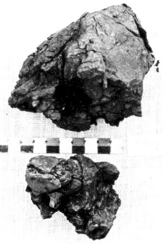 standby for auburn large fragments photo