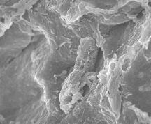 standby for nakhla bacteria photo