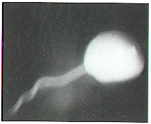 standby for pasamonte photo