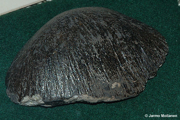 standby for luotolax photo