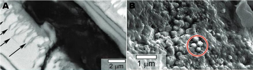 standby for yamato biomorph photo